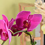 Mesmerizing Orchid Plants in Designer Base