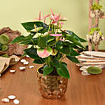 Pink Anthurium in Premium Planter