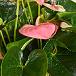 Pink Anthurium in Premium Planter