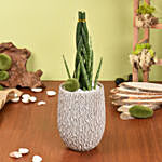 Sansevieria Cylindrica Air Purifying and Low Maintenance Plant