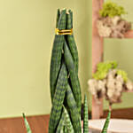 Sansevieria Cylindrica Air Purifying and Low Maintenance Plant