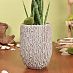 Sansevieria Cylindrica Air Purifying and Low Maintenance Plant