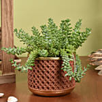 Sedum Burrito Succulent Plant Beauty