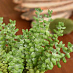 Sedum Burrito Succulent Plant Beauty