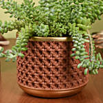 Sedum Burrito Succulent Plant Beauty