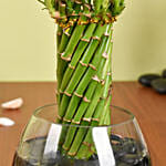 Small Lucky Bamboo Wheel Plant