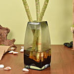 Tiger Lucky Bamboo in Premium Vase