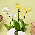 White and Yellow Mini Orchid in Designer Base