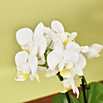White and Yellow Mini Orchid in Designer Base