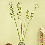 100cm Spiral Lucky Bamboo in Premium Vase