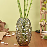 100cm Spiral Lucky Bamboo in Premium Vase