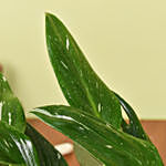 Air Purifying Medium Philodendron Plant