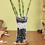 Spiral Shaped Lucky Bamboo Plant In Glass Vase
