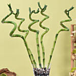 Spiral Shaped Lucky Bamboo Plant In Glass Vase