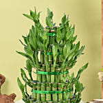 5 Layer Lucky Bamboo in Vase