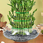 5 Layer Lucky Bamboo in Vase