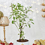 Tulsi plant in White Ceramic Planter