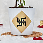 Tulsi plant in White Ceramic Planter