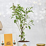 Tulsi Plant With Nuts and Card