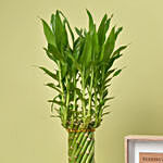 Lucky Bamboo Wheel Plant with Love Frame