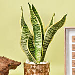 Sansevieria Plant with Personalised Frame