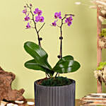 Mini Pink Holland Orchid Arrangement