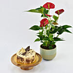 Vegan Butterscotch Cake with Plant