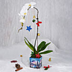 Seasons Greetings Orchid Plant