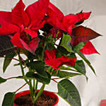 Christmas Poinsettia