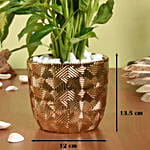 Dieffenbachia Small Easy to Maintain Plant