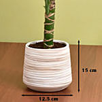 Dracaena Plant Small