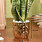 Gold Sansevieria in Premium Planter