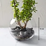 Jade Plant In Glass Bowl