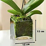 أوركيد بنفسجي جميل في مزهرية زجاجية مربعة