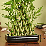 Triangle Lucky Bamboo