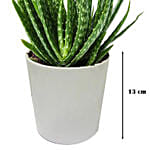 Aloe Vera Plant in a Ceramic Pot