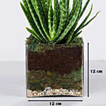 Aloe Vera Plant in Square Glass Vase