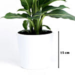 Dieffenbachia Green Magic In Ceramic Pot