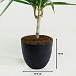 Dracaena Plant In Clear Glass Pot