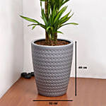 Dracaena White Stripe Plant in Premium Pot