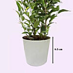 Ficus Plant In Pineapple Design Pot