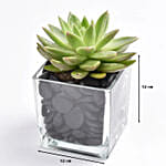 Green Echeveria Plant In Square Vase