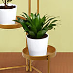 Love of Shade Plant Stand