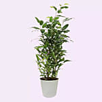 Ficus Plant In Pineapple Design Pot