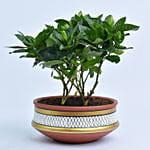 Gardenia Jasminoides in Terracotta Planter