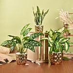Gold Pot Air Purifying Plants Collection