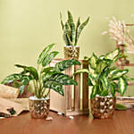 Gold Pot Air Purifying Plants Collection