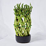 Good Luck Wishes With Designer Lucky Bamboo