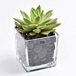 Green Echeveria Plant In Square Vase