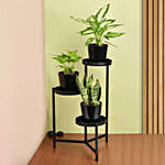 نباتات منزلية - ستاند نبات أسود ثلاثي مع أصيص أسود
